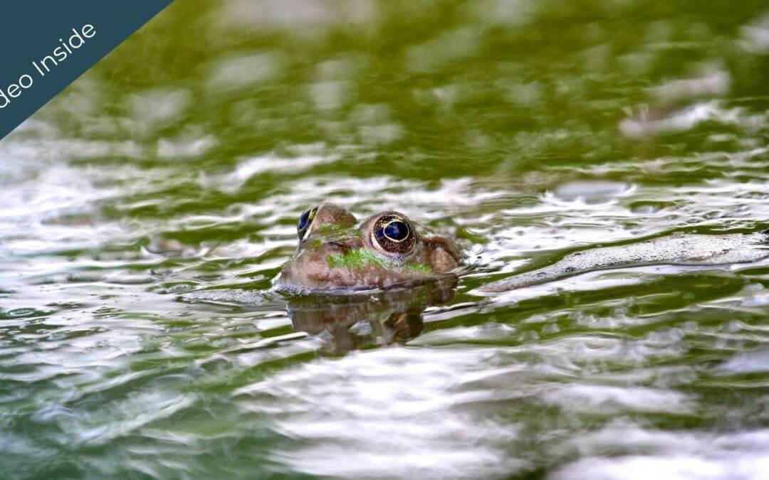 Somatic Movement Flow®: Swimming Frog