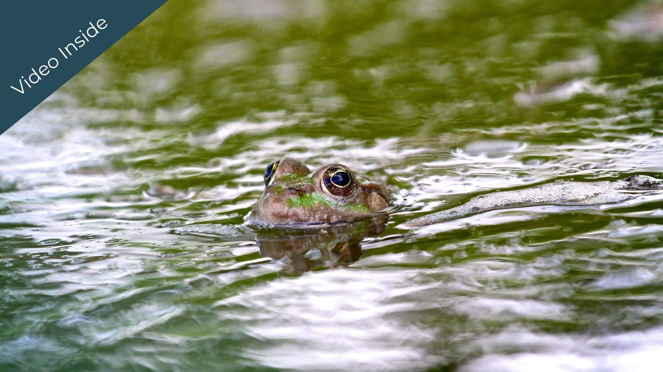 Somatic Movement Flow®: Swimming Frog
